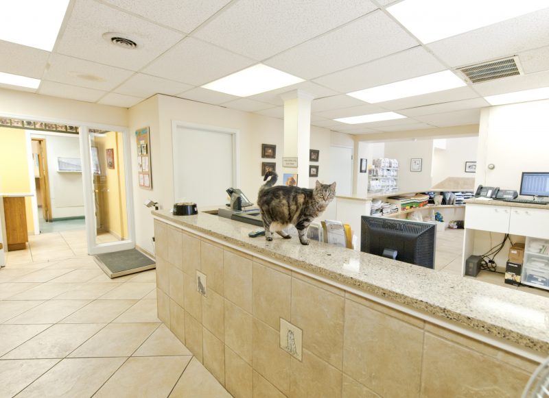 Animal and pet resources in St. Louis Missouri Rock Road Animal Hospital