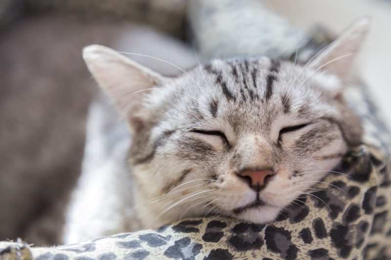 My Cat Vomits Frequently When To See
