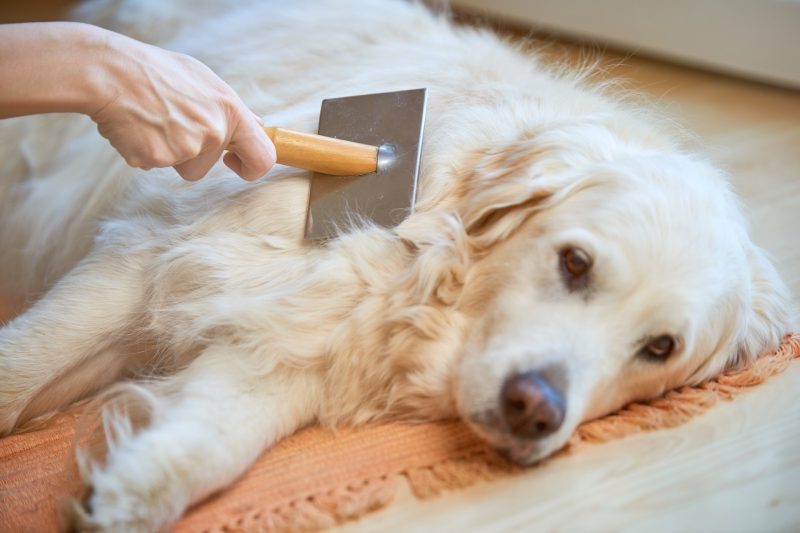 Tips for Handling Dog Shed