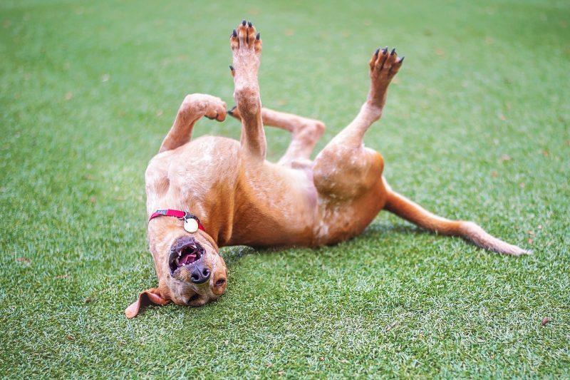 Allergies In Dogs