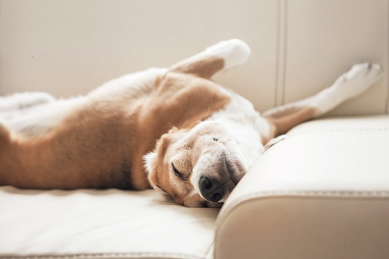 5 Signs Your Pet Has Asthma