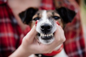 Does My Pet Need a Dental Cleaning?