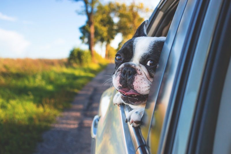 Happy Howlidays- How to prep your pet for holiday travel