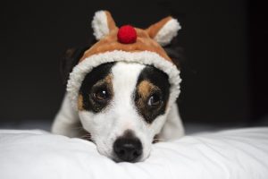 5 Winter Care Tips For Your Dog