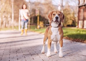4-Benefits-of-Walking-Your-Dog