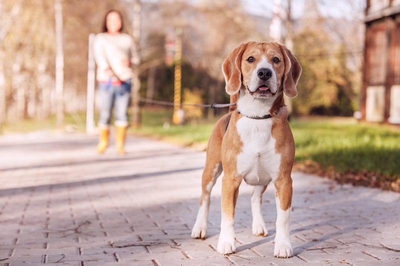 4-Benefits-of-Walking-Your-Dog