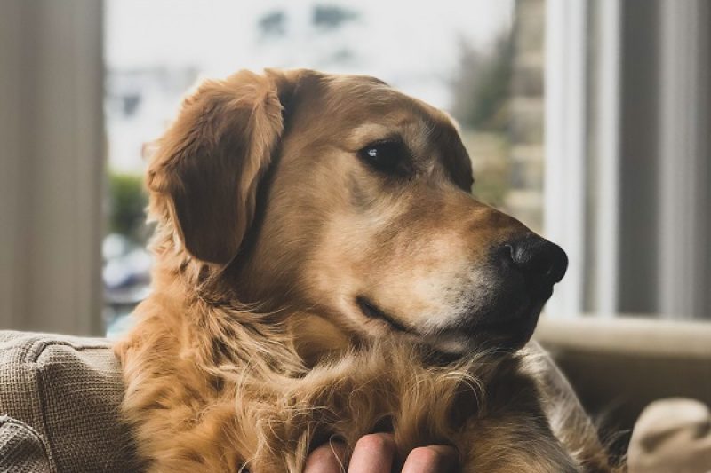 Asthma in Pets