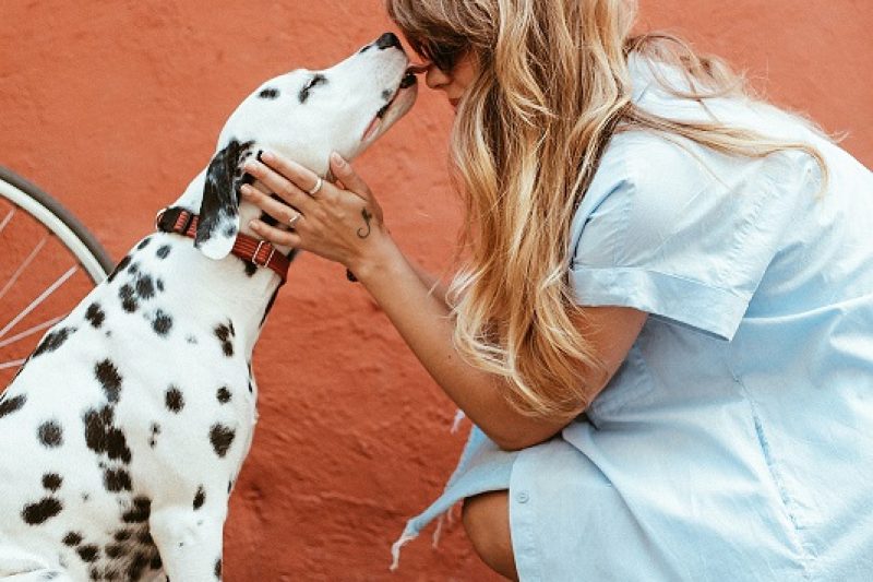 The Importance of Microchipping Your Pet