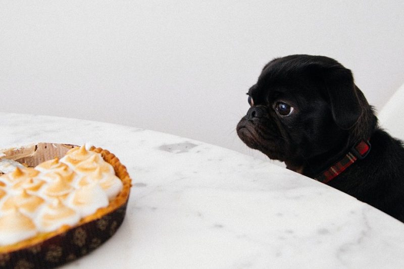 Friendly Foods You Can Share with Your Pet