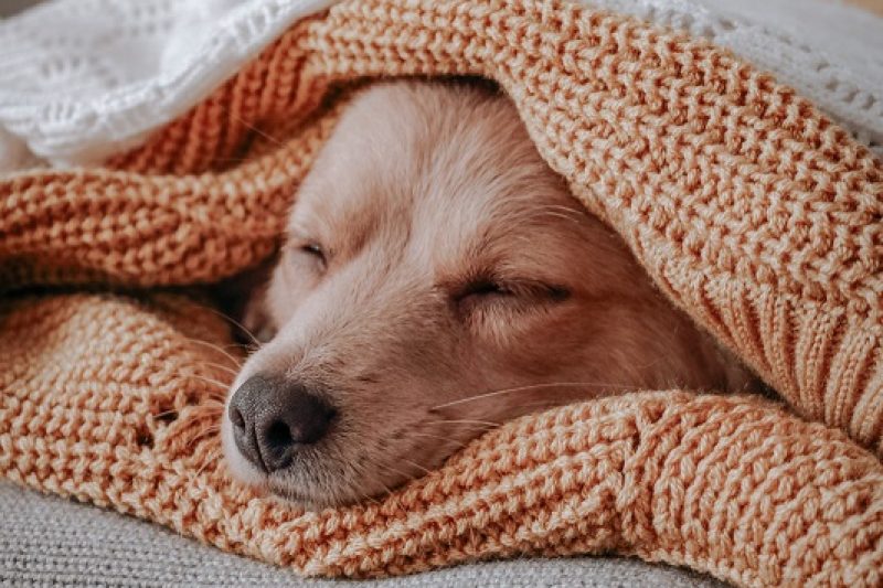 Canince Influenza
