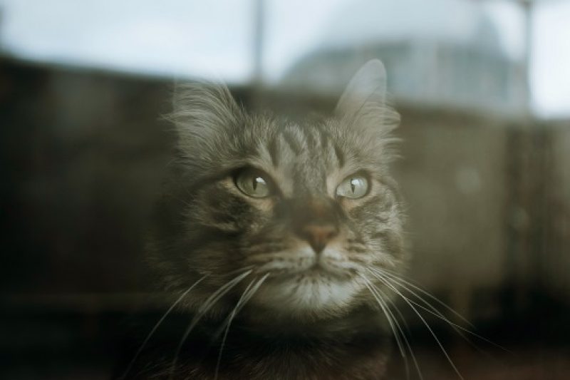 DNA Testing for Your Pet