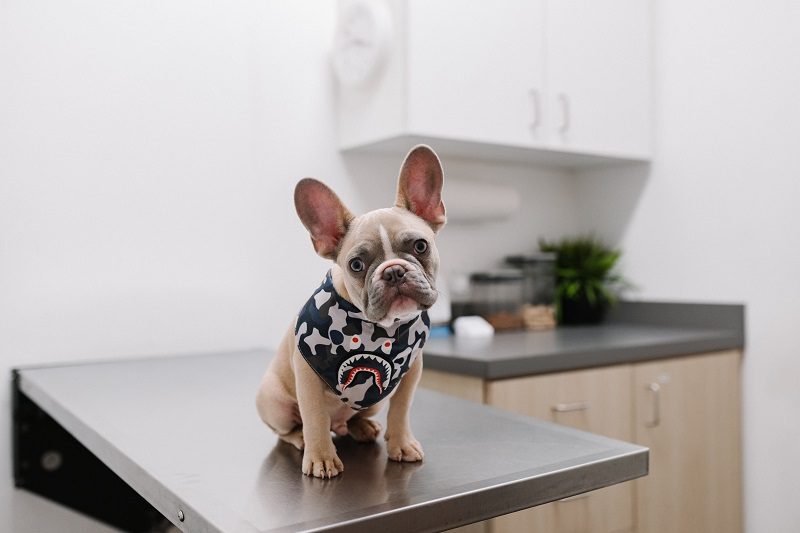 Why is a Routine Vet Visit So Important?